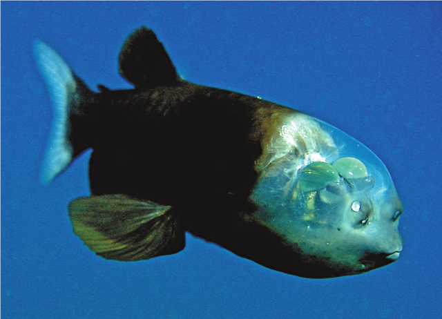 Macropinna Microstoma