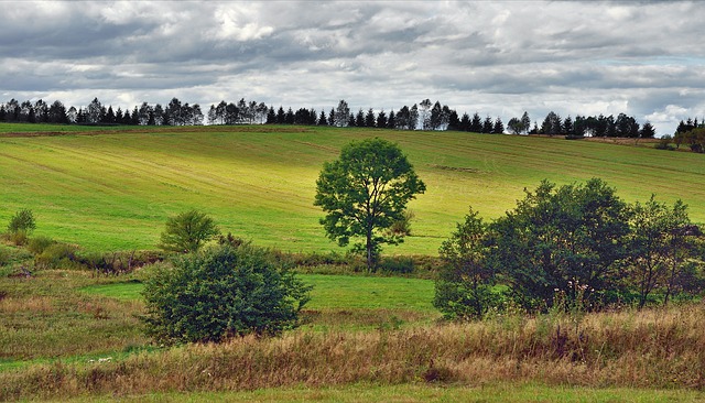 pohled na pole